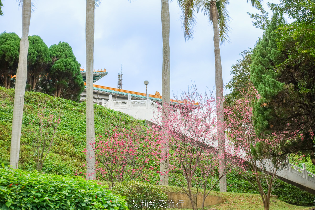 台北士林景點 免費入園 新年走春賞梅賞櫻 至善園 台北故宮旁 捷運士林站 不必上山坐車就能到！