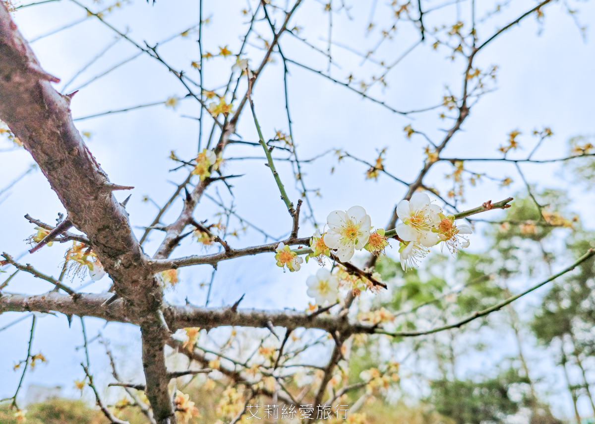 台北士林景點 免費入園 新年走春賞梅賞櫻 至善園 台北故宮旁 捷運士林站 不必上山坐車就能到！