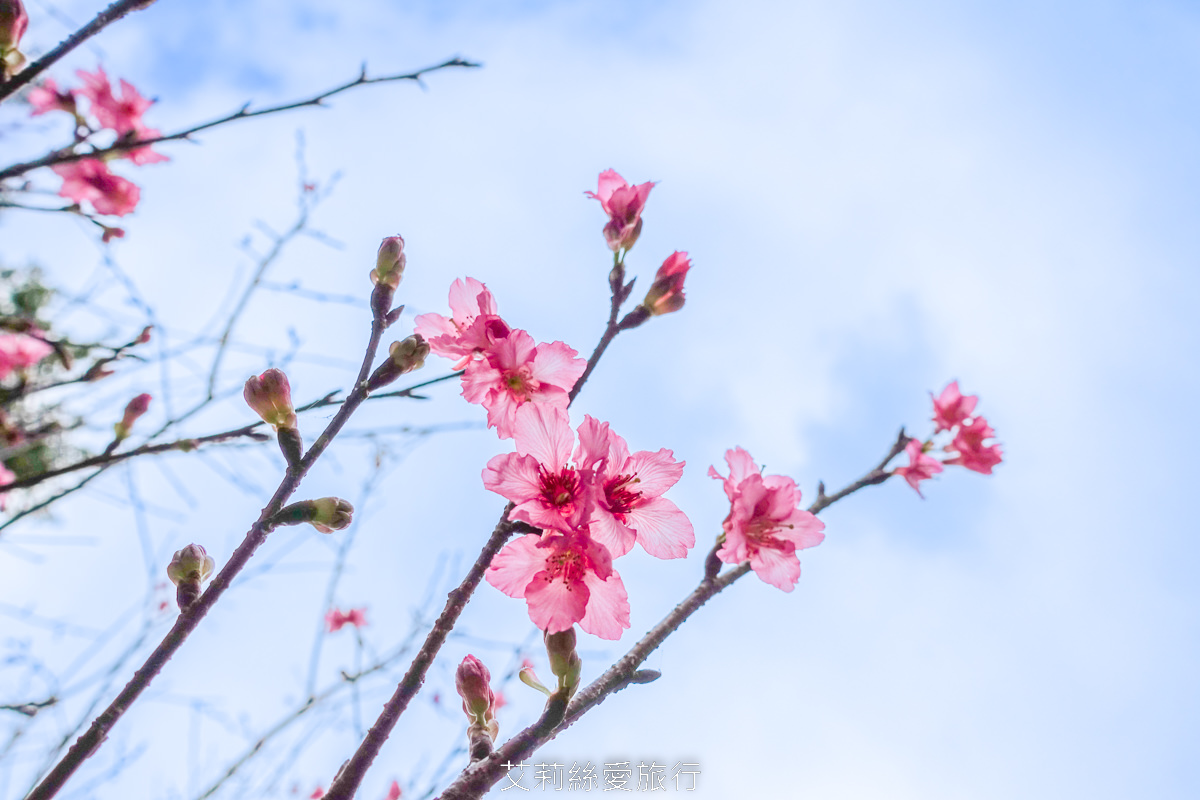 台北士林景點 免費入園 新年走春賞梅賞櫻 至善園 台北故宮旁 捷運士林站 不必上山坐車就能到！