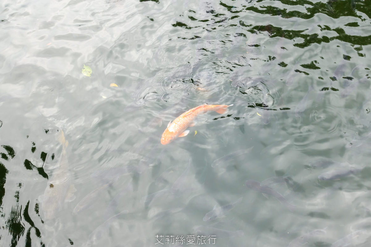 台北士林景點 免費入園 新年走春賞梅賞櫻 至善園 台北故宮旁 捷運士林站 不必上山坐車就能到！