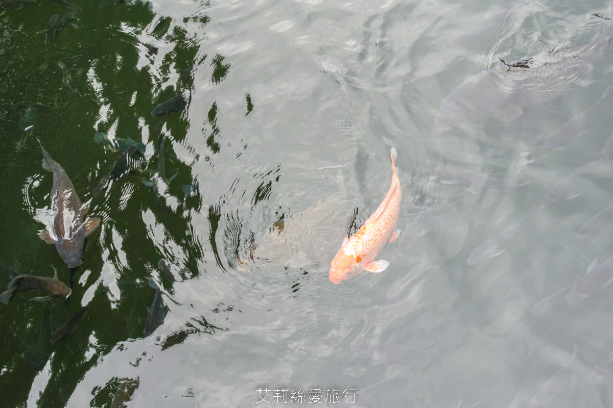 台北士林景點 免費入園 新年走春賞梅賞櫻 至善園 台北故宮旁 捷運士林站 不必上山坐車就能到！