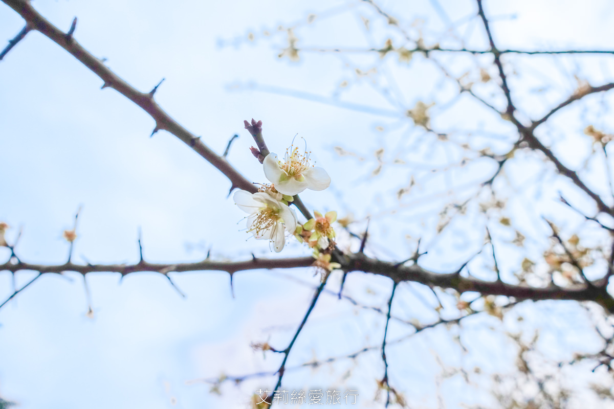 台北士林景點 免費入園 新年走春賞梅賞櫻 至善園 台北故宮旁 捷運士林站 不必上山坐車就能到！