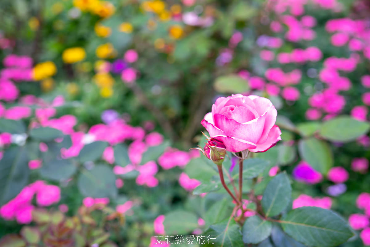 台北中山區景點 北部最大玫瑰花園 臺北玫瑰園2025年臺北玫瑰展 800種玫瑰花美麗綻放中 免費參觀! - 第11張圖 台北中山區景點 北部最大玫瑰花園 臺北玫瑰園2025年臺北玫瑰展 800種玫瑰花美麗綻放中 免費參觀!
