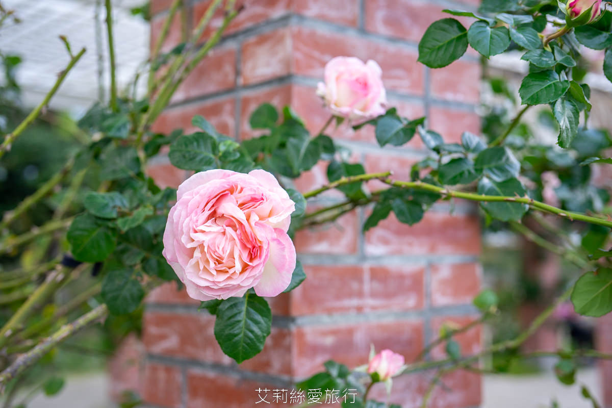 台北中山區景點 北部最大玫瑰花園 臺北玫瑰園2025年臺北玫瑰展 800種玫瑰花美麗綻放中 免費參觀! - 第12張圖 台北中山區景點 北部最大玫瑰花園 臺北玫瑰園2025年臺北玫瑰展 800種玫瑰花美麗綻放中 免費參觀!