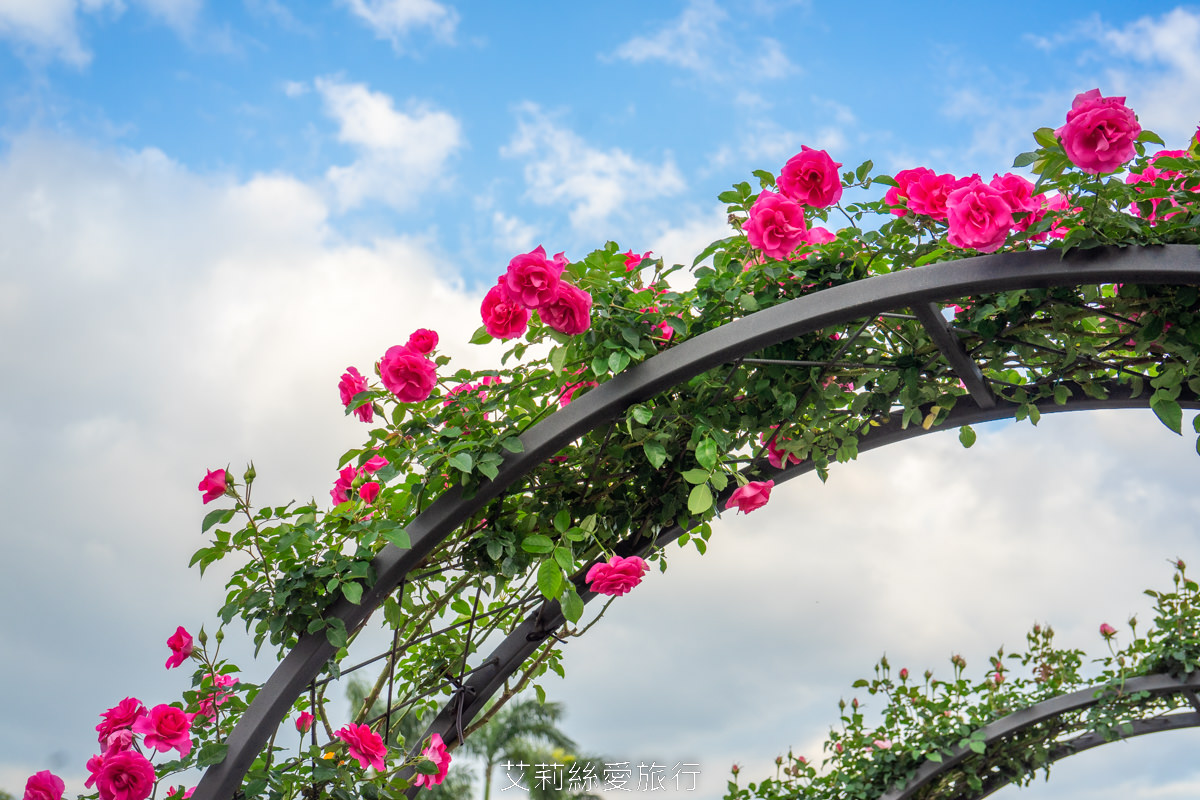 台北中山區景點 北部最大玫瑰花園 臺北玫瑰園2025年臺北玫瑰展 800種玫瑰花美麗綻放中 免費參觀! - 第5張圖 台北中山區景點 北部最大玫瑰花園 臺北玫瑰園2025年臺北玫瑰展 800種玫瑰花美麗綻放中 免費參觀!