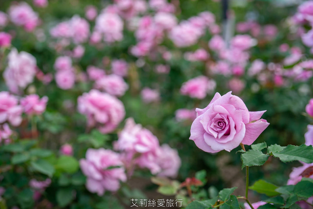 台北中山區景點 北部最大玫瑰花園 臺北玫瑰園2025年臺北玫瑰展 800種玫瑰花美麗綻放中 免費參觀! - 第14張圖 台北中山區景點 北部最大玫瑰花園 臺北玫瑰園2025年臺北玫瑰展 800種玫瑰花美麗綻放中 免費參觀!