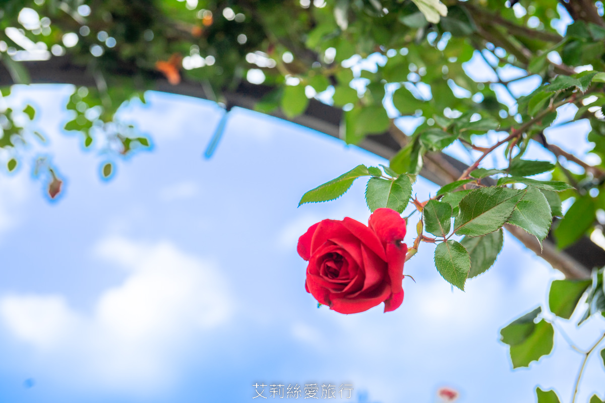 台北中山區景點 北部最大玫瑰花園 臺北玫瑰園2025年臺北玫瑰展 800種玫瑰花美麗綻放中 免費參觀! - 第7張圖 台北中山區景點 北部最大玫瑰花園 臺北玫瑰園2025年臺北玫瑰展 800種玫瑰花美麗綻放中 免費參觀!