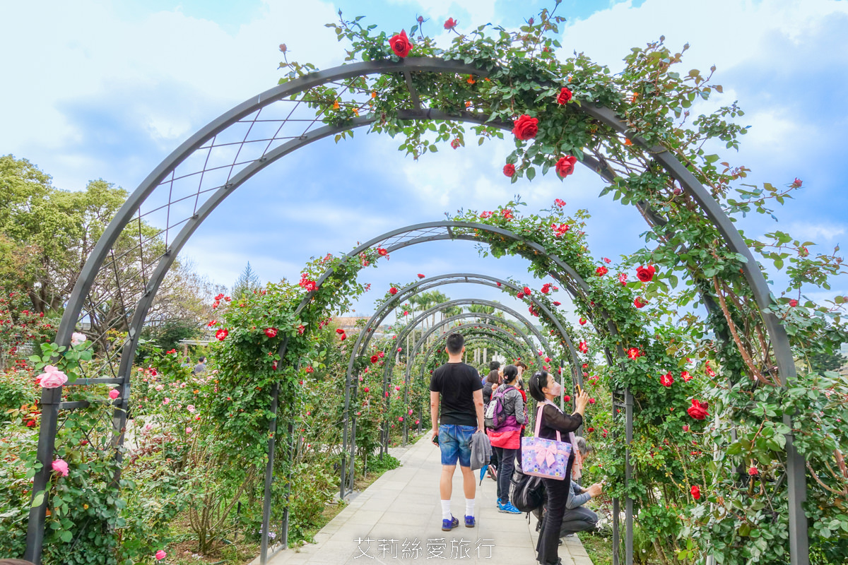 台北中山區景點 北部最大玫瑰花園 臺北玫瑰園2025年臺北玫瑰展 800種玫瑰花美麗綻放中 免費參觀! - 第8張圖 台北中山區景點 北部最大玫瑰花園 臺北玫瑰園2025年臺北玫瑰展 800種玫瑰花美麗綻放中 免費參觀!