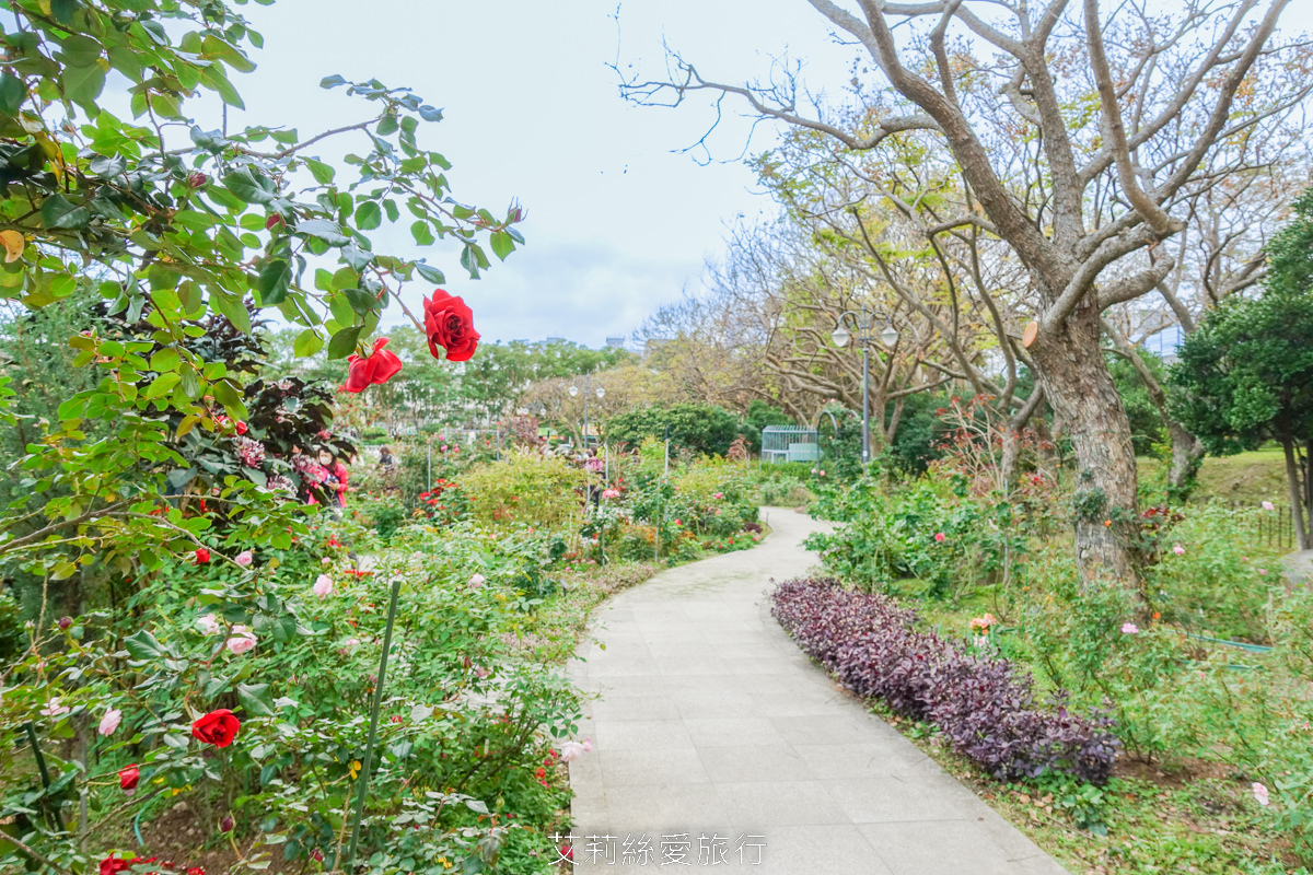 台北中山區景點 北部最大玫瑰花園 臺北玫瑰園2025年臺北玫瑰展 800種玫瑰花美麗綻放中 免費參觀! - 第4張圖 台北中山區景點 北部最大玫瑰花園 臺北玫瑰園2025年臺北玫瑰展 800種玫瑰花美麗綻放中 免費參觀!