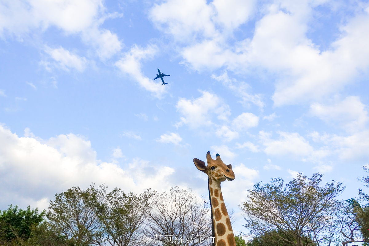 台北中山區景點 北部最大玫瑰花園 臺北玫瑰園2025年臺北玫瑰展 800種玫瑰花美麗綻放中 免費參觀! - 第21張圖 台北中山區景點 北部最大玫瑰花園 臺北玫瑰園2025年臺北玫瑰展 800種玫瑰花美麗綻放中 免費參觀!