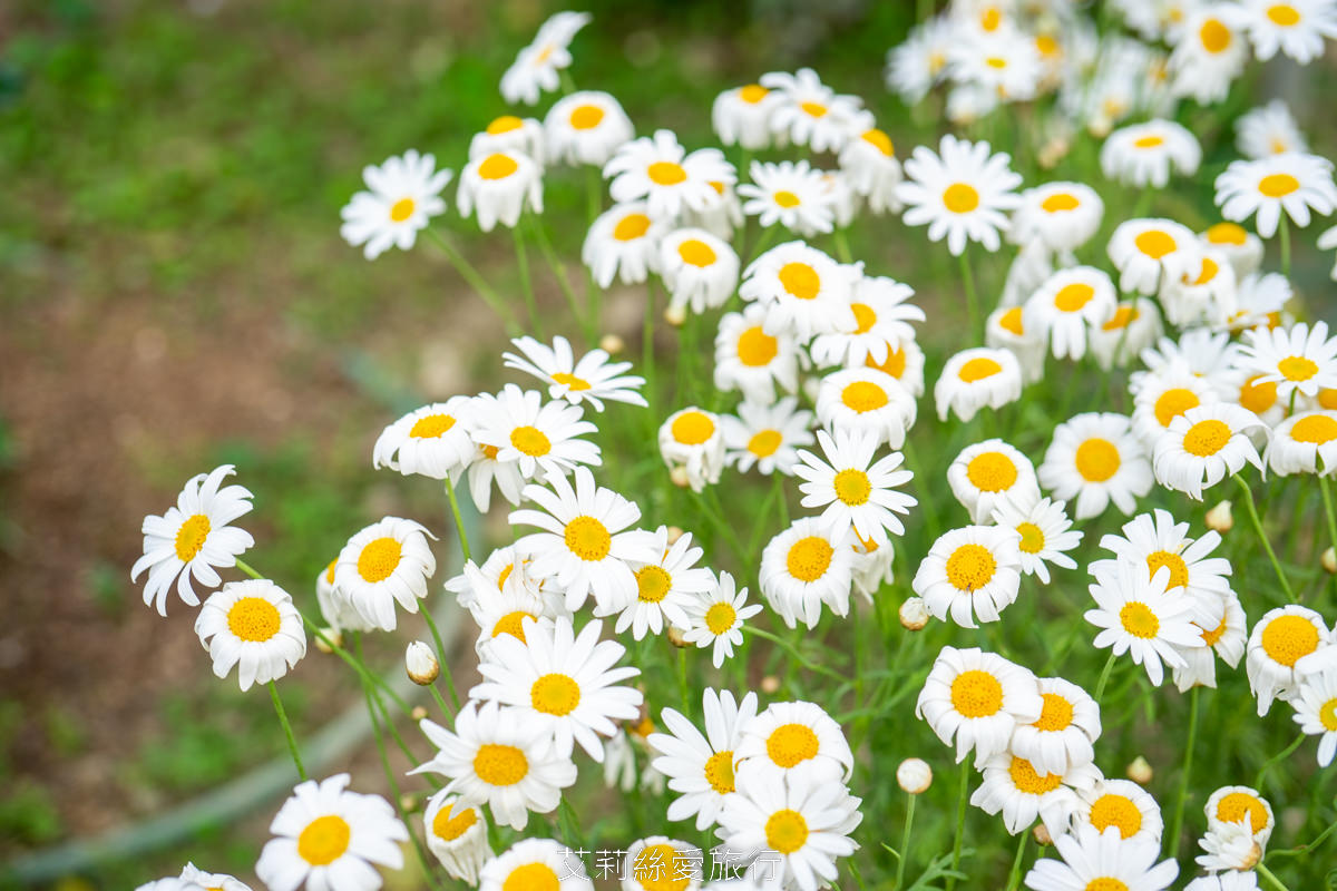 台北中山區景點 北部最大玫瑰花園 臺北玫瑰園2025年臺北玫瑰展 800種玫瑰花美麗綻放中 免費參觀! - 第16張圖 台北中山區景點 北部最大玫瑰花園 臺北玫瑰園2025年臺北玫瑰展 800種玫瑰花美麗綻放中 免費參觀!