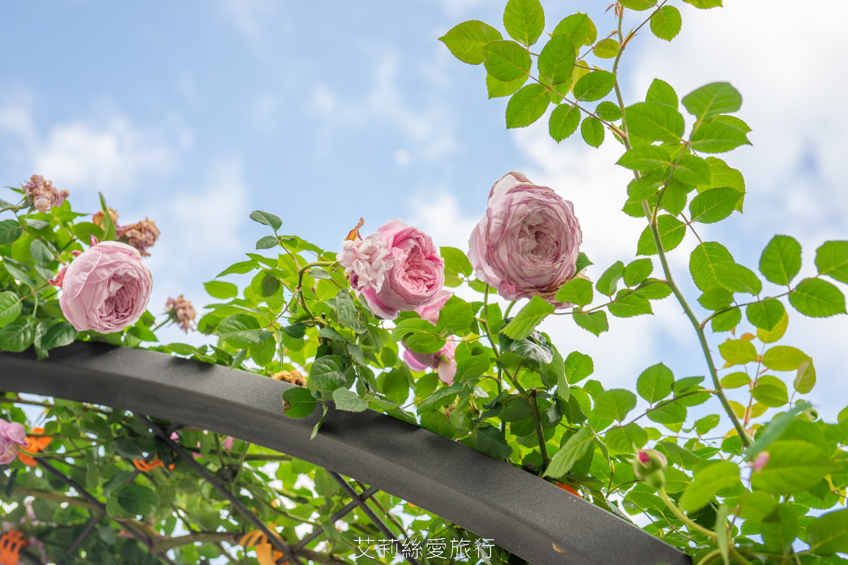 台北中山區景點 北部最大玫瑰花園 臺北玫瑰園2025年臺北玫瑰展 800種玫瑰花美麗綻放中 免費參觀! - 第9張圖 台北中山區景點 北部最大玫瑰花園 臺北玫瑰園2025年臺北玫瑰展 800種玫瑰花美麗綻放中 免費參觀!