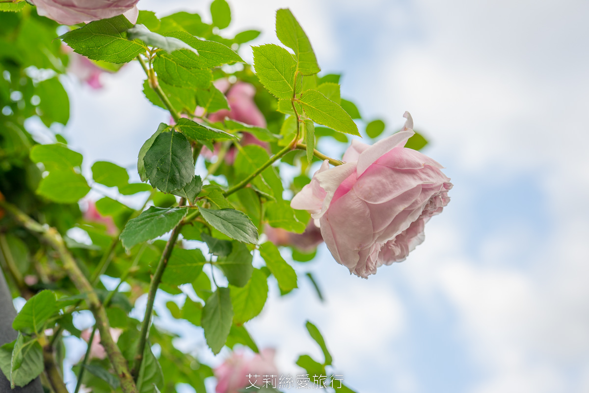 台北中山區景點 北部最大玫瑰花園 臺北玫瑰園2025年臺北玫瑰展 800種玫瑰花美麗綻放中 免費參觀! - 第10張圖 台北中山區景點 北部最大玫瑰花園 臺北玫瑰園2025年臺北玫瑰展 800種玫瑰花美麗綻放中 免費參觀!