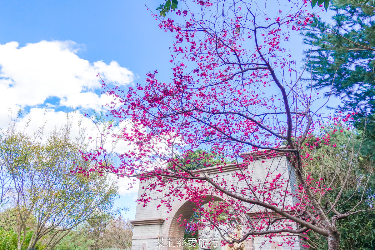 台北免費賞花景點 花博公園圓山圓區 金黃炮仗花和夢幻桃粉色櫻花 好美好好拍！