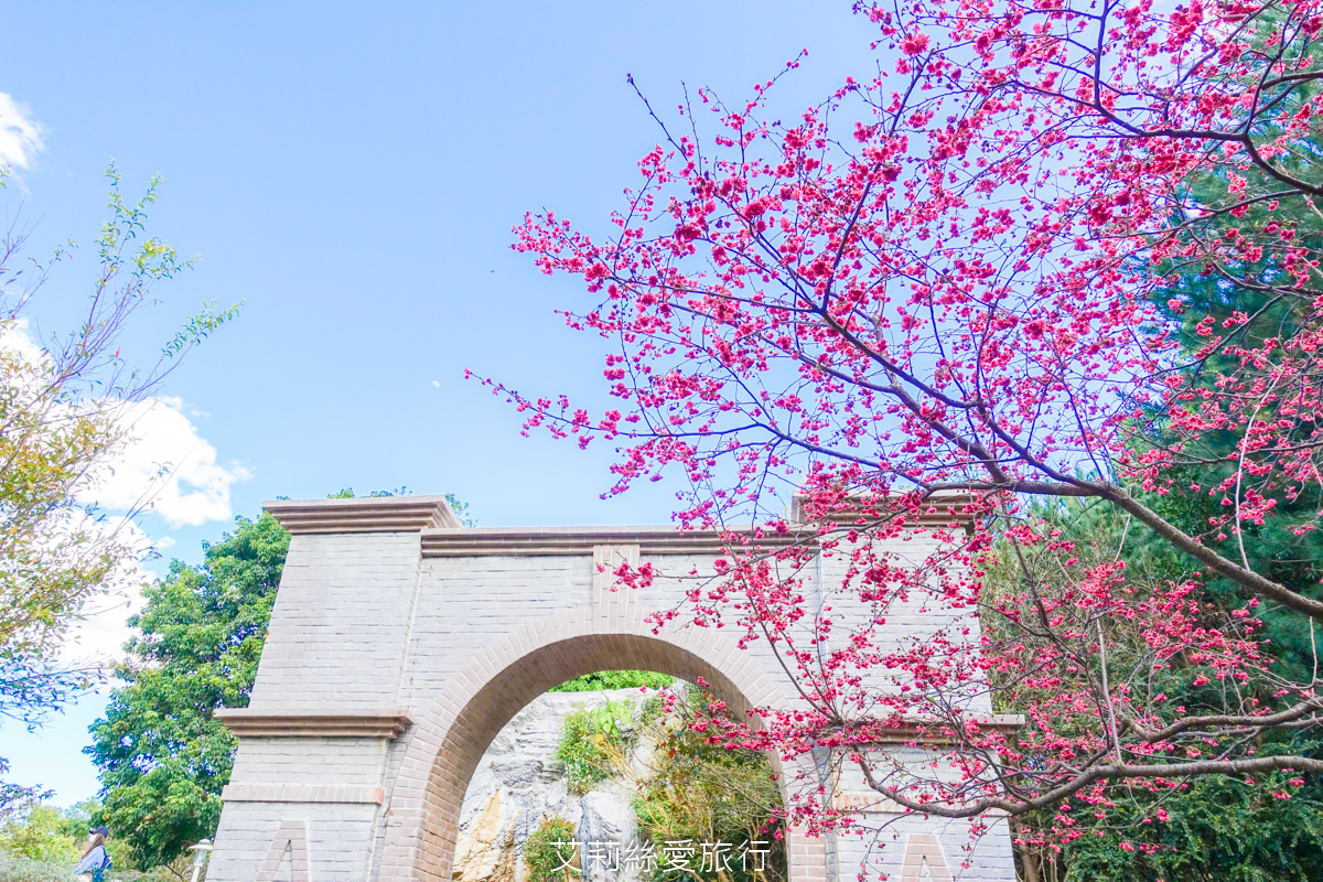 台北免費賞花景點 花博公園圓山圓區 金黃炮仗花和夢幻桃粉色櫻花 好美好好拍！