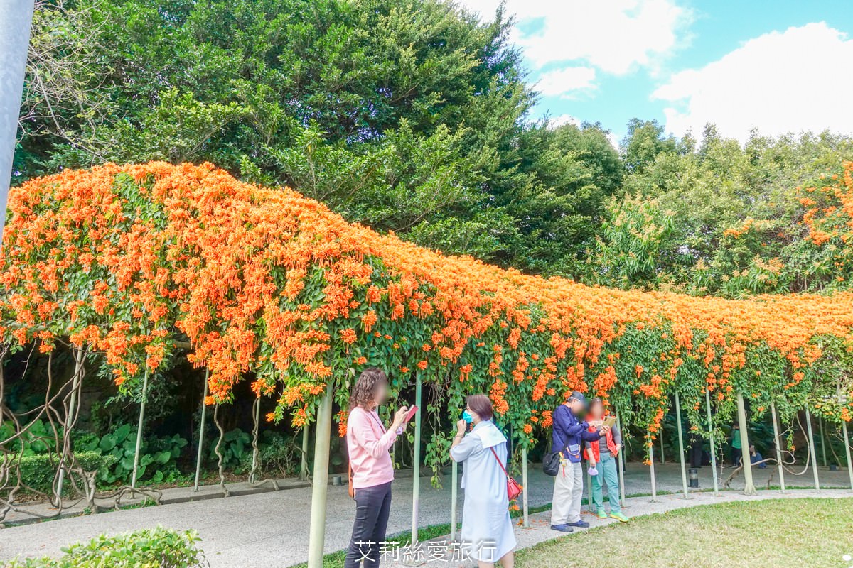 台北免費賞花景點 花博公園圓山圓區 金黃炮仗花和夢幻桃粉色櫻花 好美好好拍！