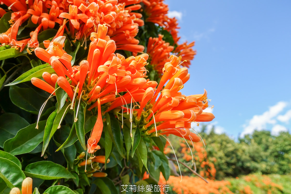 台北免費賞花景點 花博公園圓山圓區 金黃炮仗花和夢幻桃粉色櫻花 好美好好拍！
