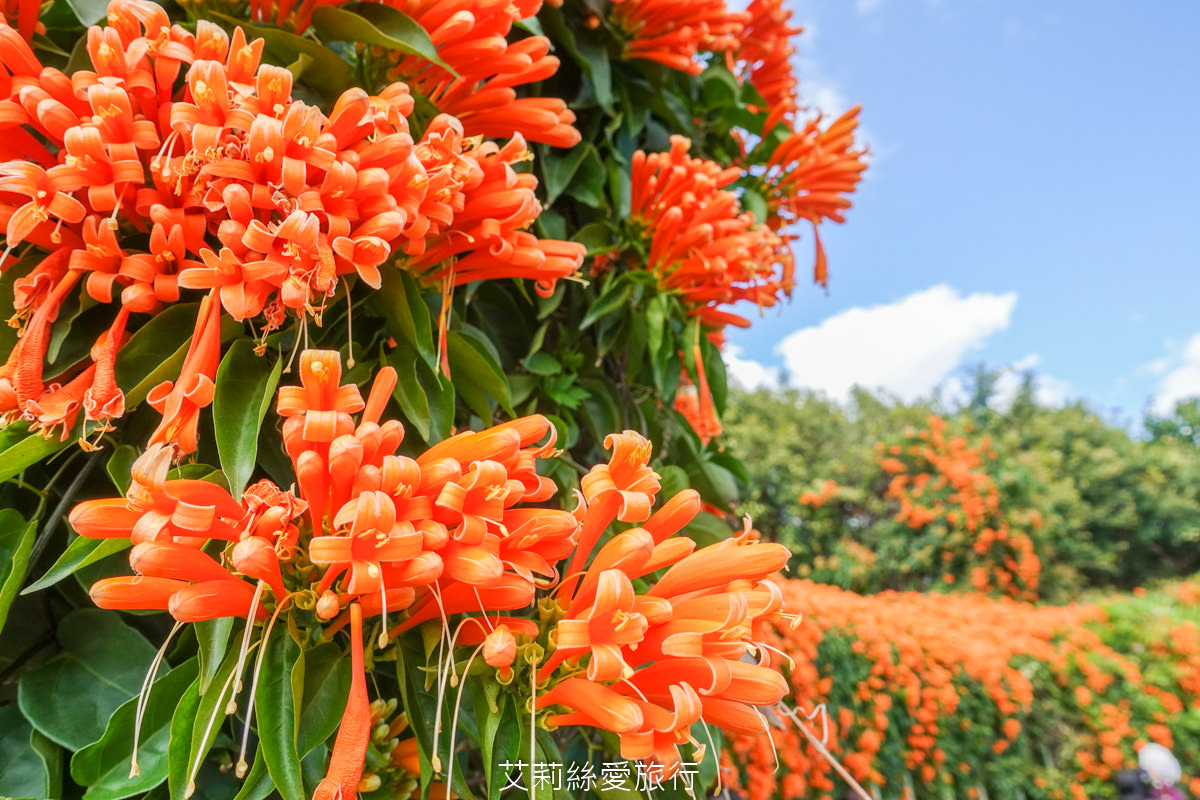 台北免費賞花景點 花博公園圓山圓區 金黃炮仗花和夢幻桃粉色櫻花 好美好好拍！