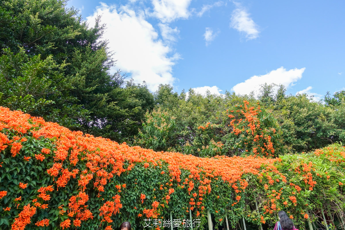 台北免費賞花景點 花博公園圓山圓區 金黃炮仗花和夢幻桃粉色櫻花 好美好好拍！
