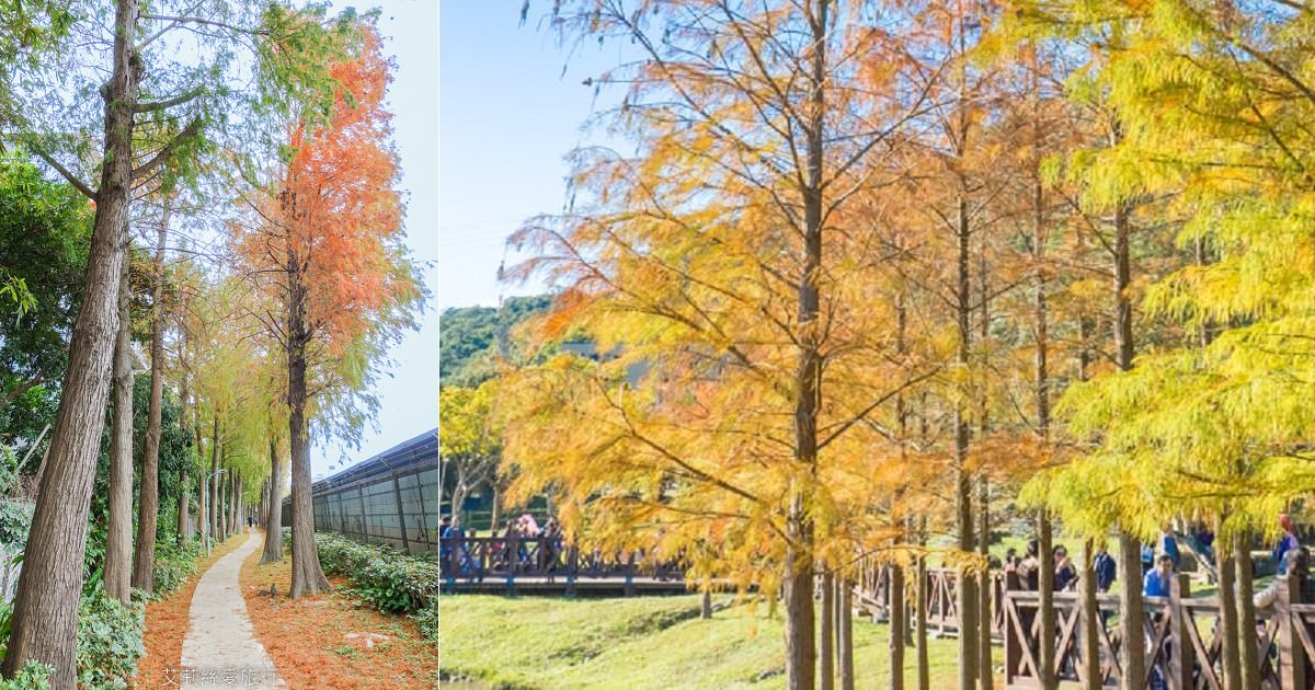 免費景點!精選台北捷運落羽松懶人包 坐捷運可到!季節限定美景!在地人私藏落羽松秘境 錯過再等一年! - 第1張圖 台北捷運落羽松懶人包 坐捷運可到!季節限定美景!在地人私藏落羽松秘境