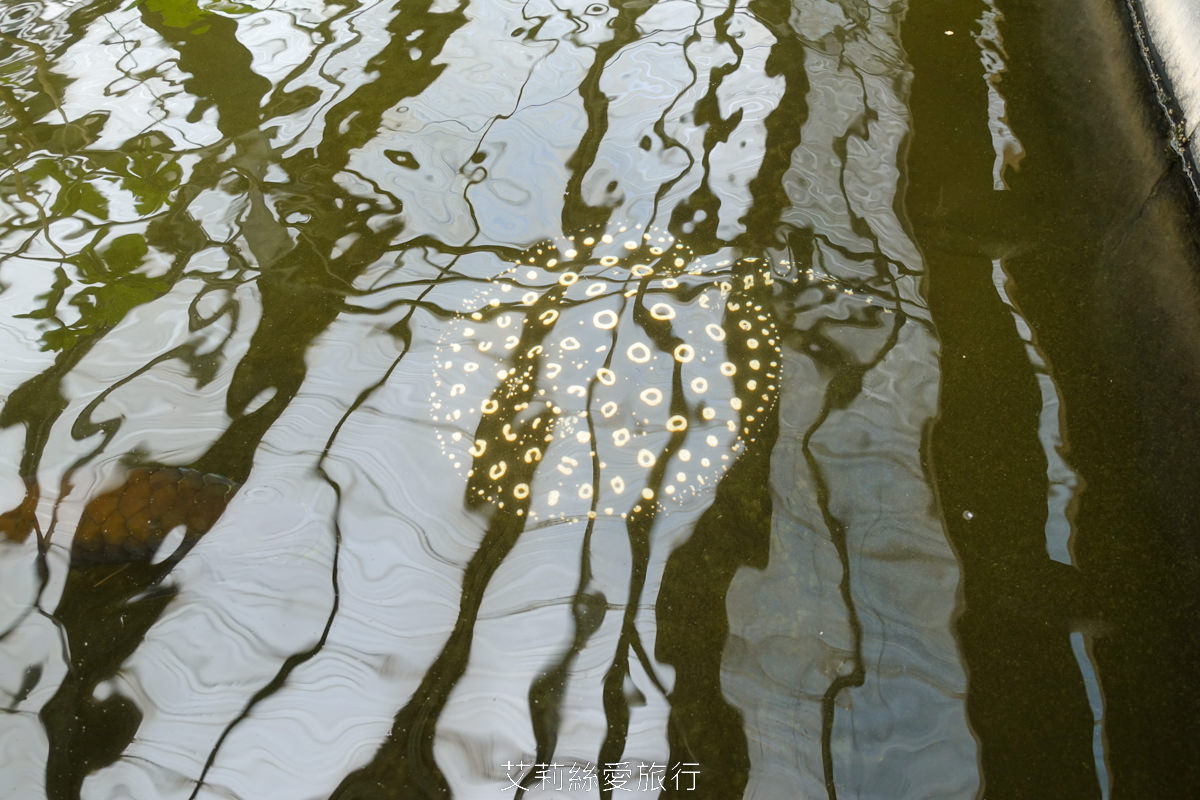 宜蘭礁溪親子景點 室內雨天備案 水豚、貓咪、狐獴、巨嘴鳥根本小型動物園 還能賞花用餐 金車礁溪蘭花園附設動植物生態館 - 第19張圖 宜蘭礁溪親子景點 室內雨天備案 水豚、貓咪、狐獴、巨嘴鳥根本小型動物園 還能賞花用餐 金車礁溪蘭花園附設動植物生態館