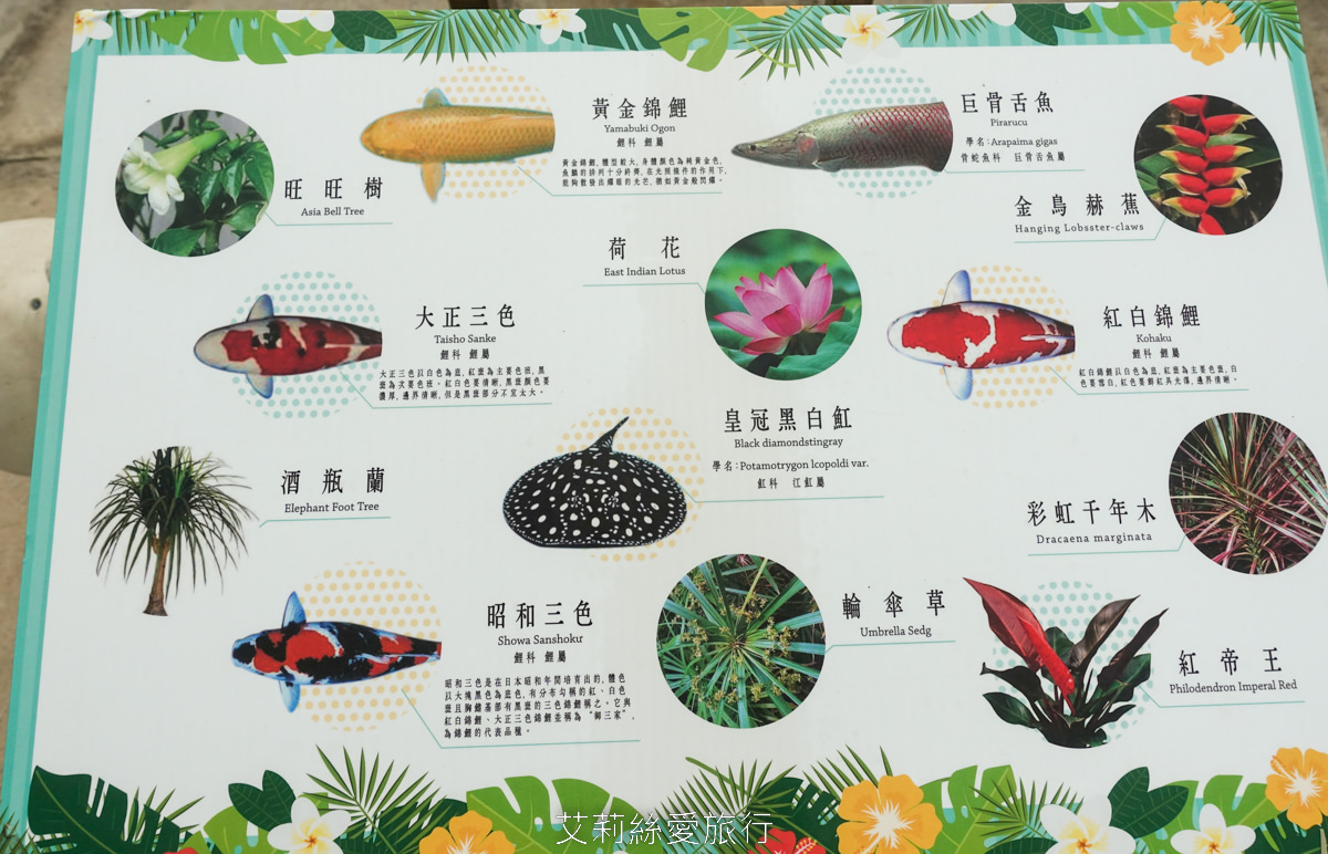 宜蘭礁溪親子景點 室內雨天備案 水豚、貓咪、狐獴、巨嘴鳥根本小型動物園 還能賞花用餐 金車礁溪蘭花園附設動植物生態館