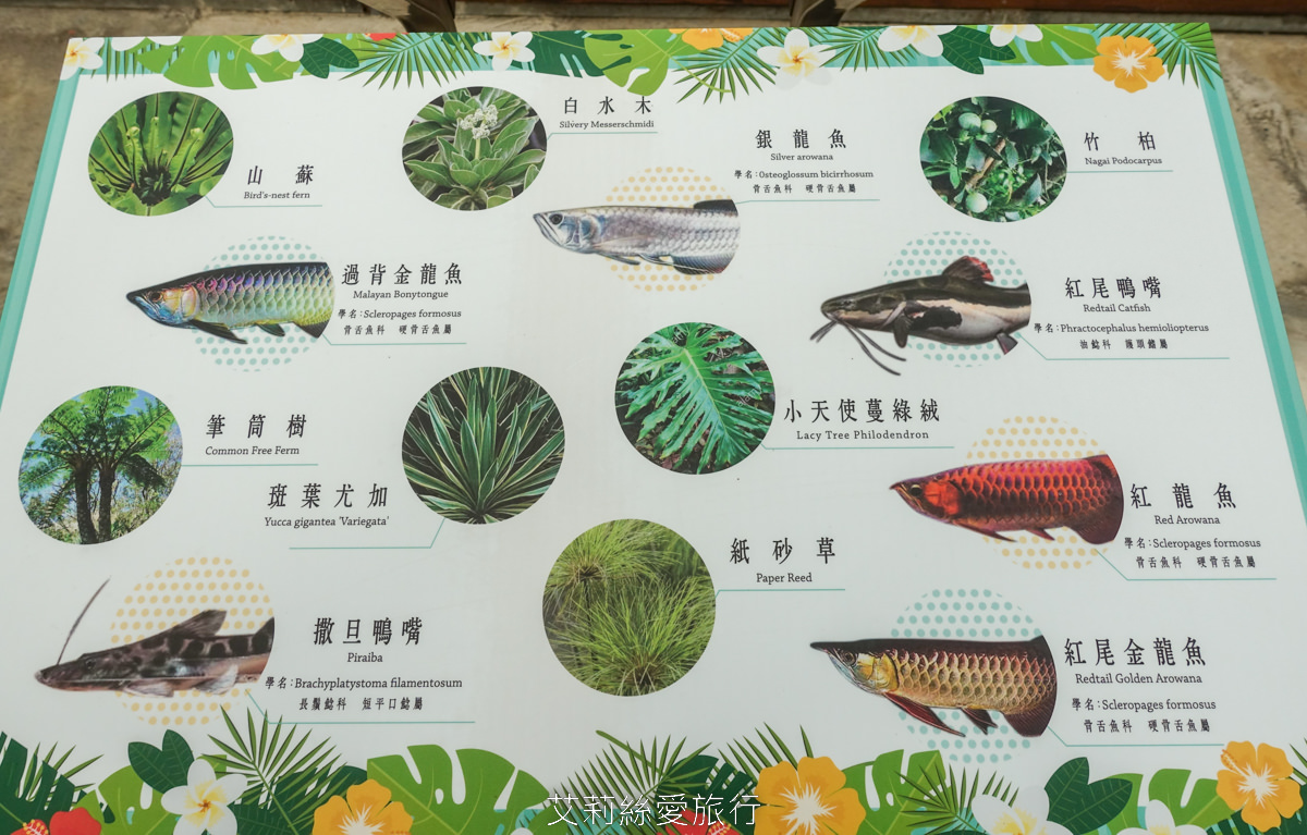 宜蘭礁溪親子景點 室內雨天備案 水豚、貓咪、狐獴、巨嘴鳥根本小型動物園 還能賞花用餐 金車礁溪蘭花園附設動植物生態館 - 第18張圖 宜蘭礁溪親子景點 室內雨天備案 水豚、貓咪、狐獴、巨嘴鳥根本小型動物園 還能賞花用餐 金車礁溪蘭花園附設動植物生態館