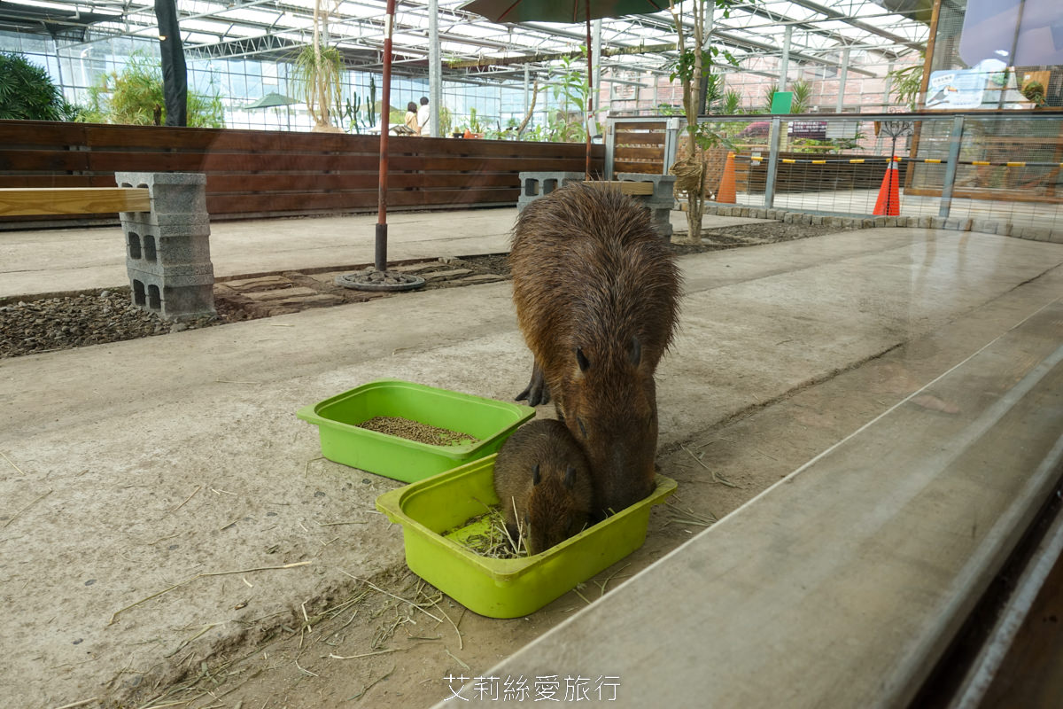 宜蘭礁溪親子景點 室內雨天備案 水豚、貓咪、狐獴、巨嘴鳥根本小型動物園 還能賞花用餐 金車礁溪蘭花園附設動植物生態館 - 第9張圖 宜蘭礁溪親子景點 室內雨天備案 水豚、貓咪、狐獴、巨嘴鳥根本小型動物園 還能賞花用餐 金車礁溪蘭花園附設動植物生態館