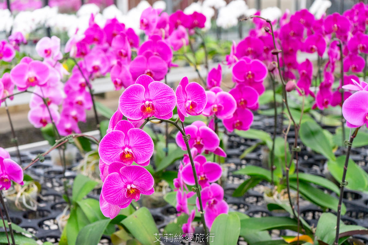 宜蘭礁溪親子景點 室內雨天備案 水豚、貓咪、狐獴、巨嘴鳥根本小型動物園 還能賞花用餐 金車礁溪蘭花園附設動植物生態館 - 第34張圖 宜蘭礁溪親子景點 室內雨天備案 水豚、貓咪、狐獴、巨嘴鳥根本小型動物園 還能賞花用餐 金車礁溪蘭花園附設動植物生態館