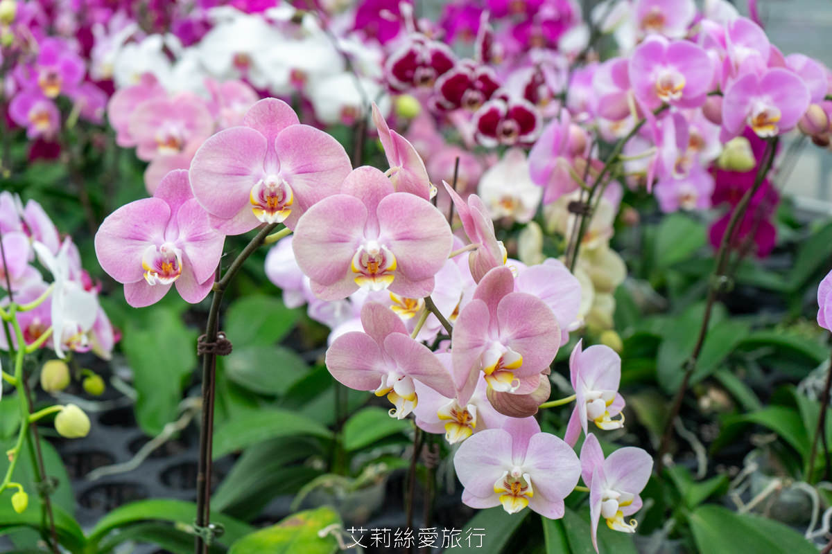 宜蘭礁溪親子景點 室內雨天備案 水豚、貓咪、狐獴、巨嘴鳥根本小型動物園 還能賞花用餐 金車礁溪蘭花園附設動植物生態館 - 第35張圖 宜蘭礁溪親子景點 室內雨天備案 水豚、貓咪、狐獴、巨嘴鳥根本小型動物園 還能賞花用餐 金車礁溪蘭花園附設動植物生態館