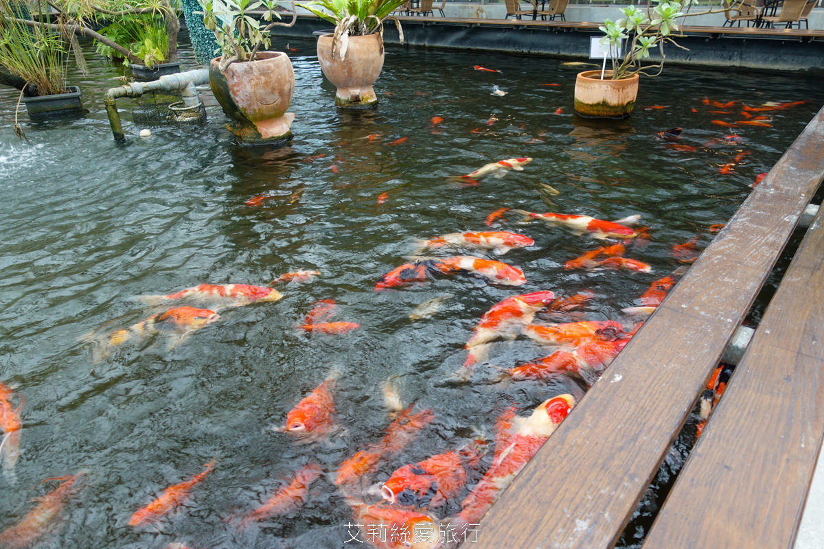 宜蘭礁溪親子景點 室內雨天備案 水豚、貓咪、狐獴、巨嘴鳥根本小型動物園 還能賞花用餐 金車礁溪蘭花園附設動植物生態館 - 第15張圖 宜蘭礁溪親子景點 室內雨天備案 水豚、貓咪、狐獴、巨嘴鳥根本小型動物園 還能賞花用餐 金車礁溪蘭花園附設動植物生態館