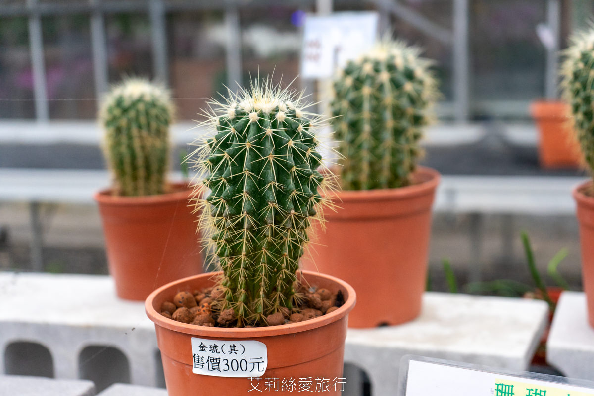 宜蘭礁溪親子景點 室內雨天備案 水豚、貓咪、狐獴、巨嘴鳥根本小型動物園 還能賞花用餐 金車礁溪蘭花園附設動植物生態館 - 第38張圖 宜蘭礁溪親子景點 室內雨天備案 水豚、貓咪、狐獴、巨嘴鳥根本小型動物園 還能賞花用餐 金車礁溪蘭花園附設動植物生態館