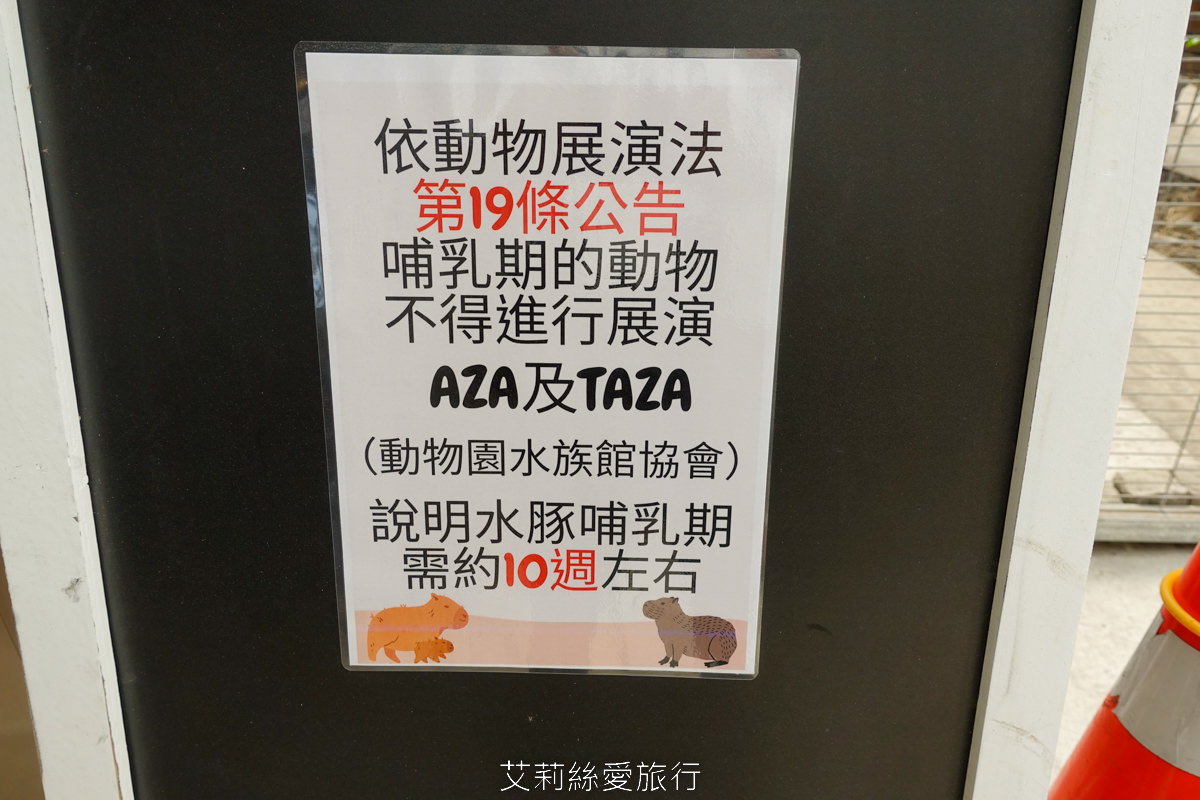 宜蘭礁溪親子景點 室內雨天備案 水豚、貓咪、狐獴、巨嘴鳥根本小型動物園 還能賞花用餐 金車礁溪蘭花園附設動植物生態館 - 第11張圖 宜蘭礁溪親子景點 室內雨天備案 水豚、貓咪、狐獴、巨嘴鳥根本小型動物園 還能賞花用餐 金車礁溪蘭花園附設動植物生態館
