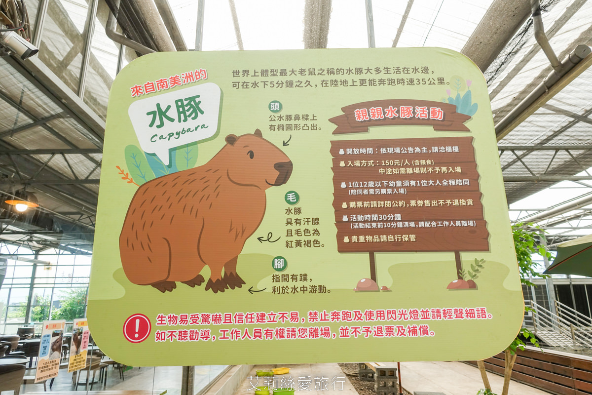 宜蘭礁溪親子景點 室內雨天備案 水豚、貓咪、狐獴、巨嘴鳥根本小型動物園 還能賞花用餐 金車礁溪蘭花園附設動植物生態館 - 第10張圖 宜蘭礁溪親子景點 室內雨天備案 水豚、貓咪、狐獴、巨嘴鳥根本小型動物園 還能賞花用餐 金車礁溪蘭花園附設動植物生態館