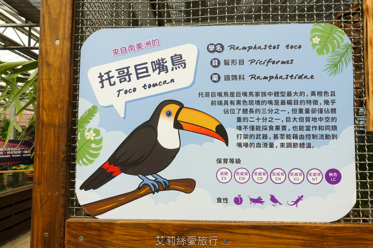 宜蘭礁溪親子景點 室內雨天備案 水豚、貓咪、狐獴、巨嘴鳥根本小型動物園 還能賞花用餐 金車礁溪蘭花園附設動植物生態館 - 第13張圖 宜蘭礁溪親子景點 室內雨天備案 水豚、貓咪、狐獴、巨嘴鳥根本小型動物園 還能賞花用餐 金車礁溪蘭花園附設動植物生態館