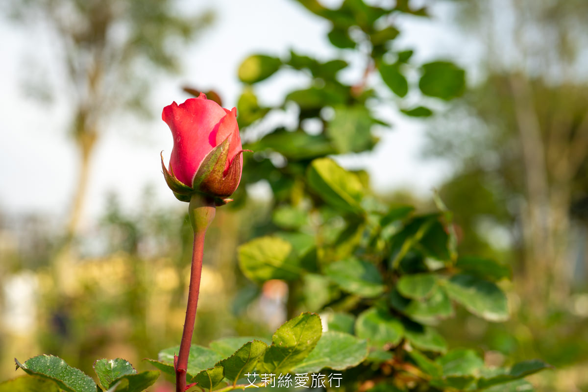 苗栗三義景點 雅聞香草植物工廠 絕美玫瑰園美麗綻放中 免門票入園 荷蘭風車 多肉植物園 大沙坑