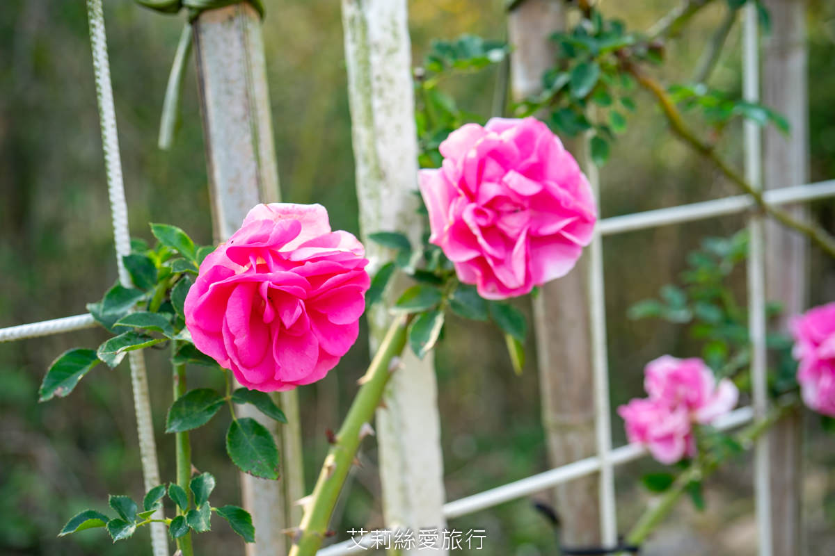 苗栗三義景點 雅聞香草植物工廠 絕美玫瑰園美麗綻放中 免門票入園 荷蘭風車 多肉植物園 大沙坑