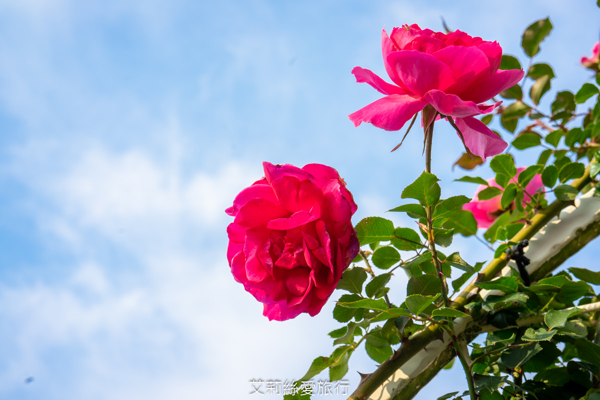 苗栗三義景點 雅聞香草植物工廠 絕美玫瑰園美麗綻放中 免門票入園 荷蘭風車 多肉植物園 大沙坑
