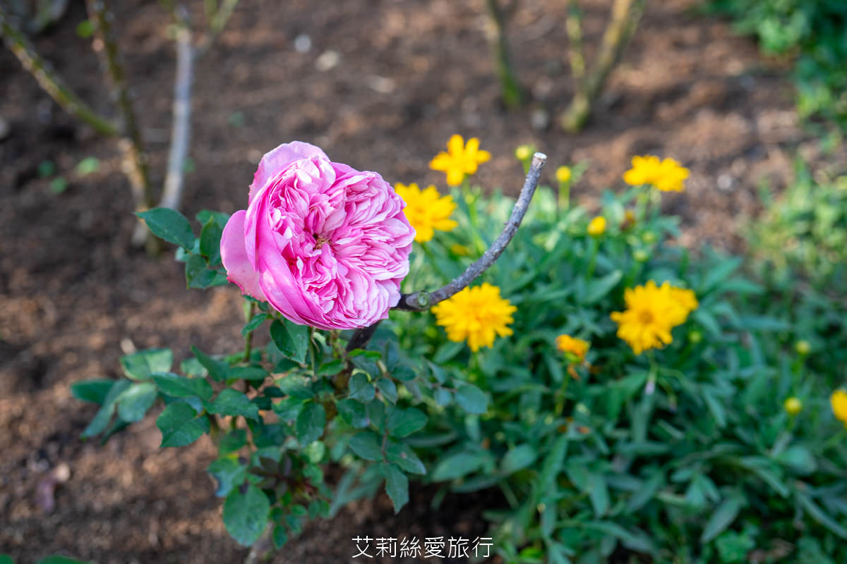 苗栗三義景點 雅聞香草植物工廠 絕美玫瑰園美麗綻放中 免門票入園 荷蘭風車 多肉植物園 大沙坑