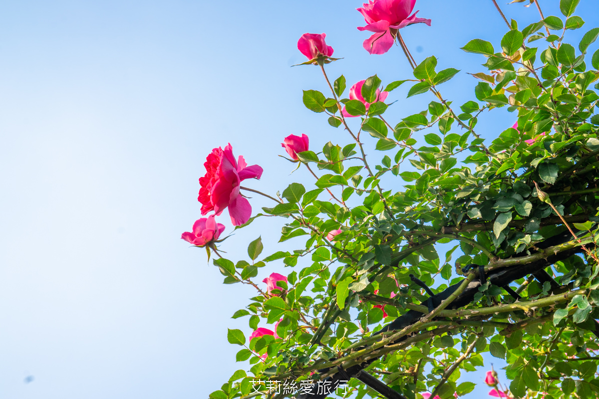 苗栗三義景點 雅聞香草植物工廠 絕美玫瑰園美麗綻放中 免門票入園 荷蘭風車 多肉植物園 大沙坑