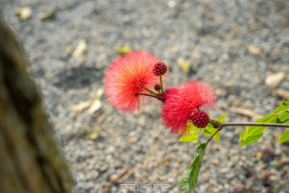苗栗三義景點 雅聞香草植物工廠 絕美玫瑰園美麗綻放中 免門票入園 荷蘭風車 多肉植物園 大沙坑