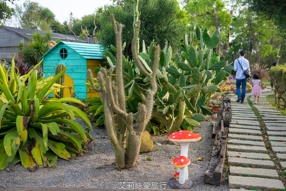 苗栗三義景點 雅聞香草植物工廠 絕美玫瑰園美麗綻放中 免門票入園 荷蘭風車 多肉植物園 大沙坑