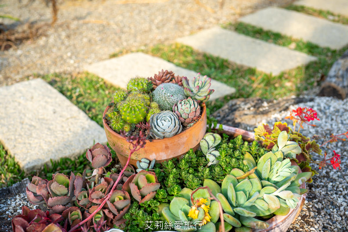 苗栗三義景點 雅聞香草植物工廠 絕美玫瑰園美麗綻放中 免門票入園 荷蘭風車 多肉植物園 大沙坑