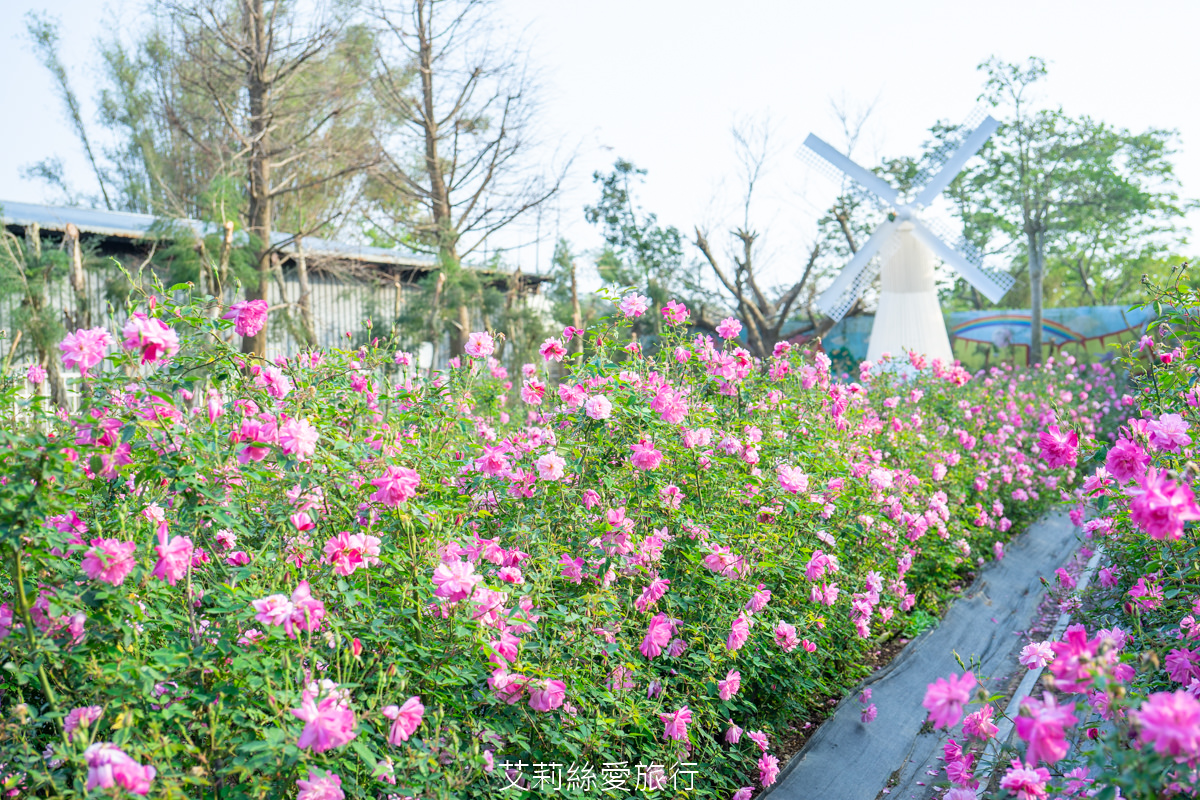 苗栗三義景點 雅聞香草植物工廠 絕美玫瑰園美麗綻放中 免門票入園 荷蘭風車 多肉植物園 大沙坑