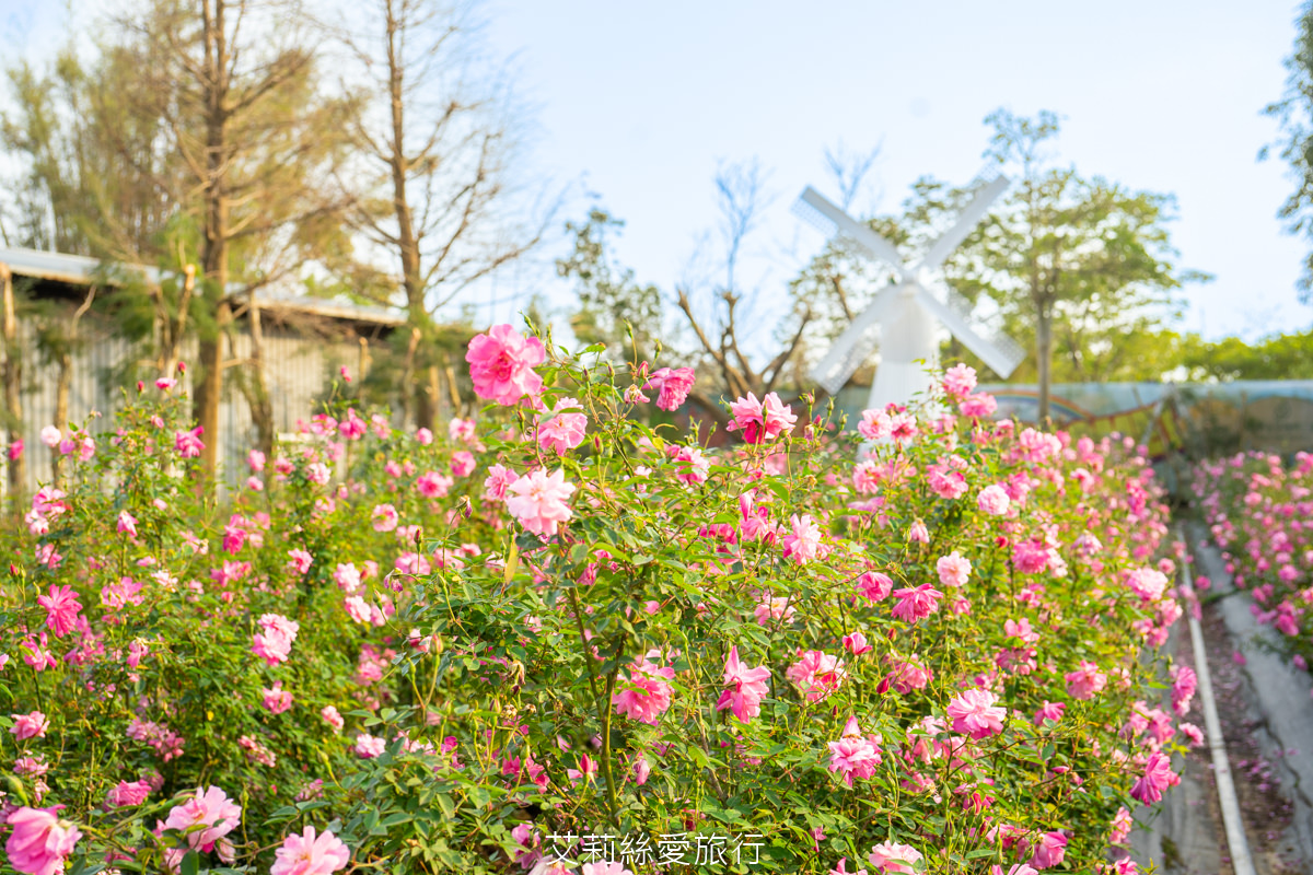 苗栗三義景點 雅聞香草植物工廠 絕美玫瑰園美麗綻放中 免門票入園 荷蘭風車 多肉植物園 大沙坑