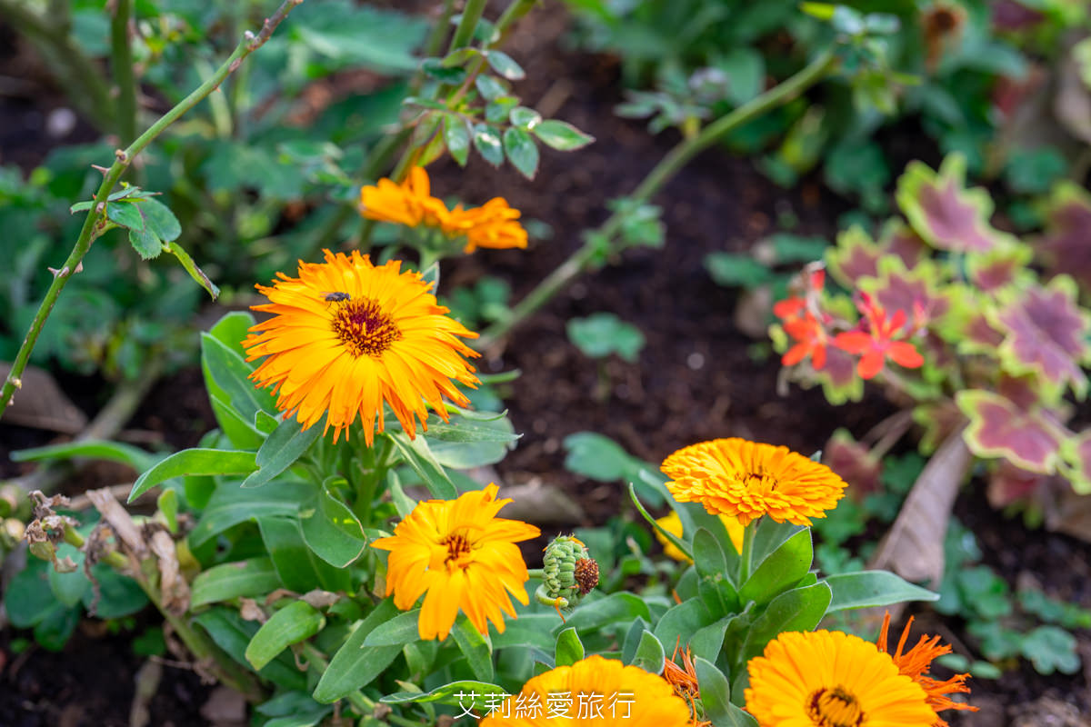 苗栗三義景點 雅聞香草植物工廠 絕美玫瑰園美麗綻放中 免門票入園 荷蘭風車 多肉植物園 大沙坑