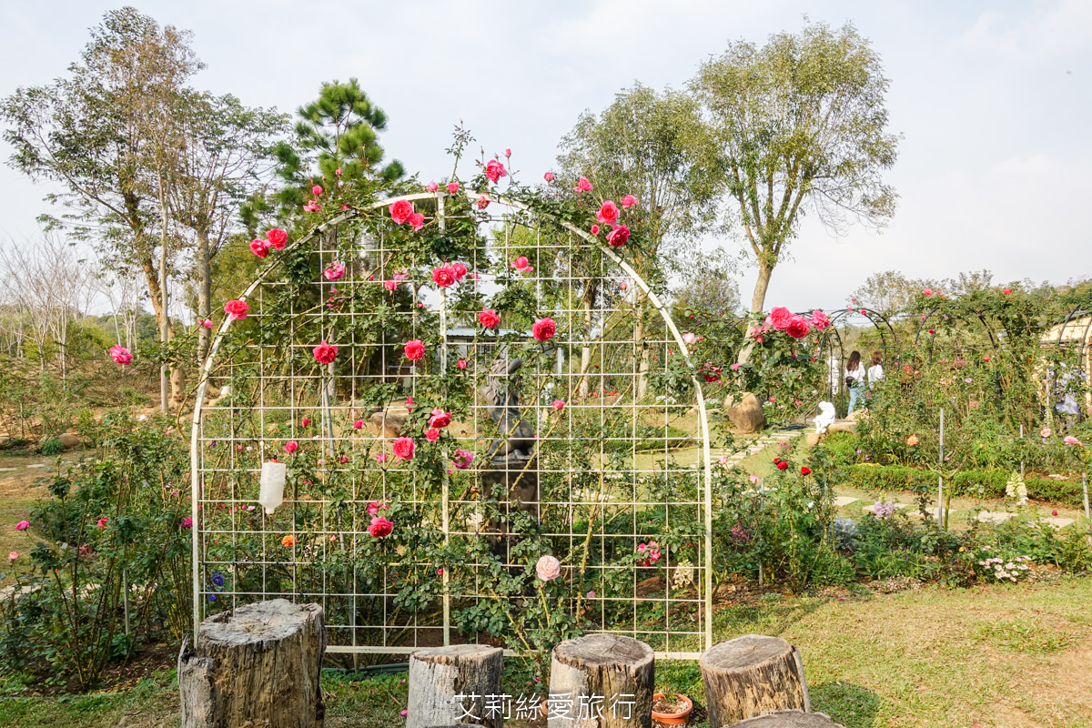 苗栗三義景點 雅聞香草植物工廠 絕美玫瑰園美麗綻放中 免門票入園 荷蘭風車 多肉植物園 大沙坑