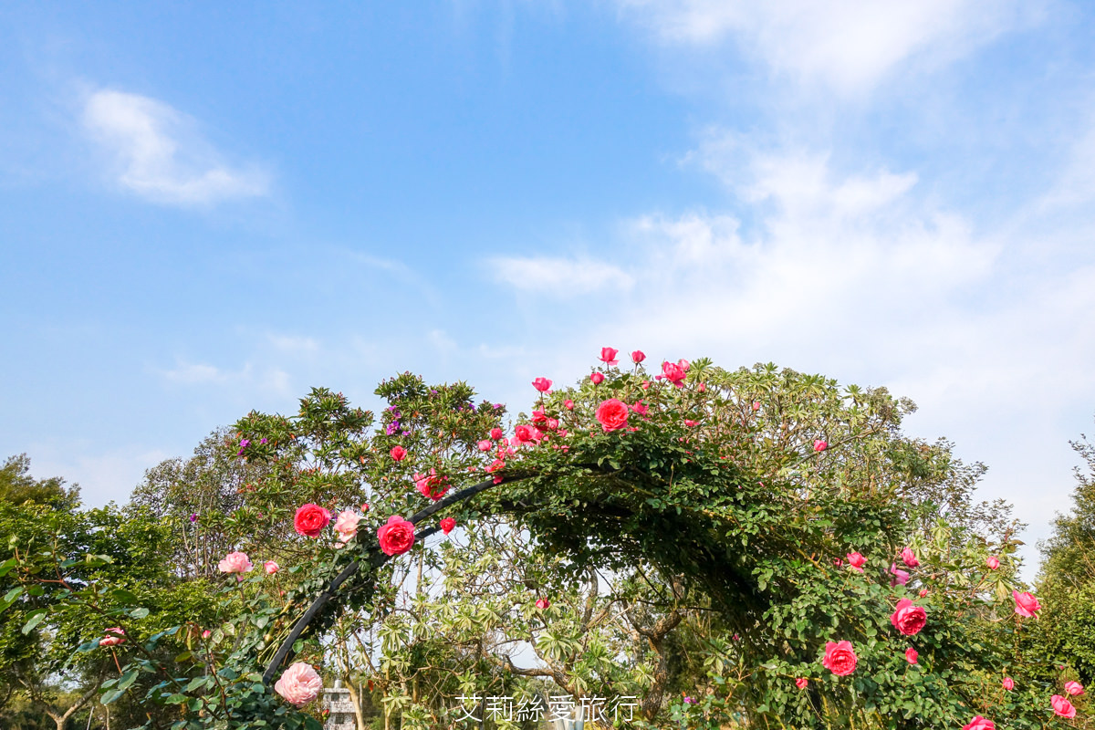 苗栗三義景點 雅聞香草植物工廠 絕美玫瑰園美麗綻放中 免門票入園 荷蘭風車 多肉植物園 大沙坑