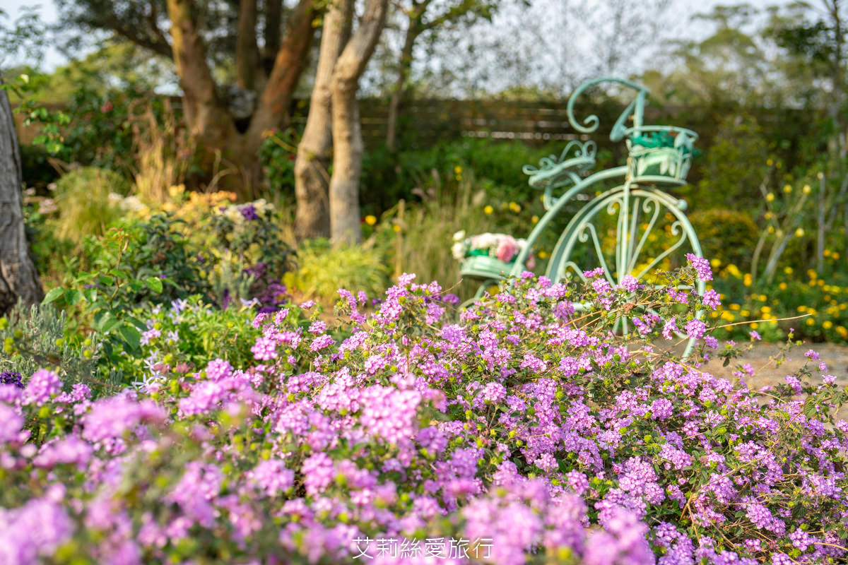 苗栗三義景點 雅聞香草植物工廠 絕美玫瑰園美麗綻放中 免門票入園 荷蘭風車 多肉植物園 大沙坑
