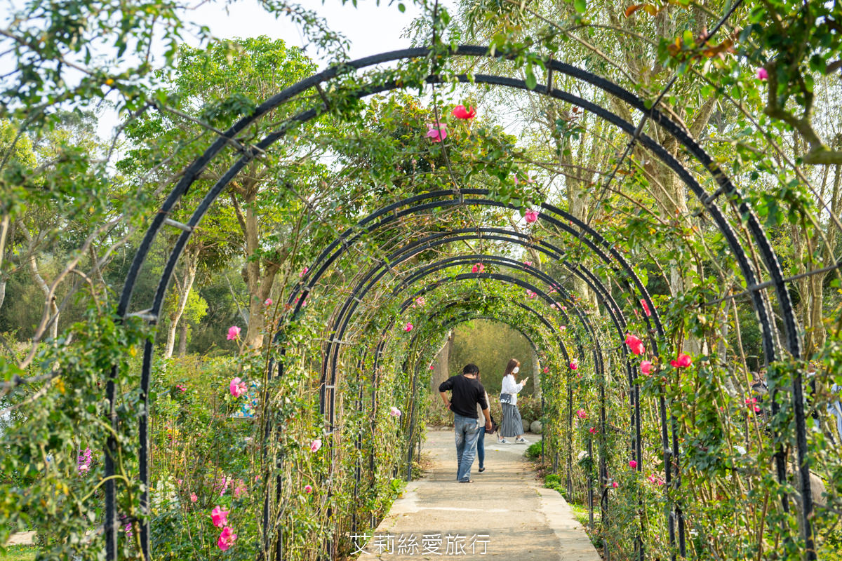 苗栗三義景點 雅聞香草植物工廠 絕美玫瑰園美麗綻放中 免門票入園 荷蘭風車 多肉植物園 大沙坑